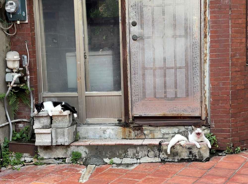 力野的房子是因為這兩隻貓咪的召喚，所以我們的logo才會是這隻貓